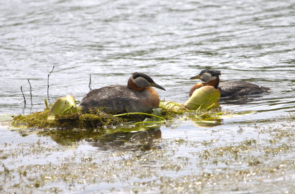 Red-necked Grebe - ML619739854