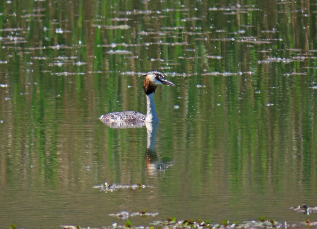 Great Crested Grebe - ML619739874