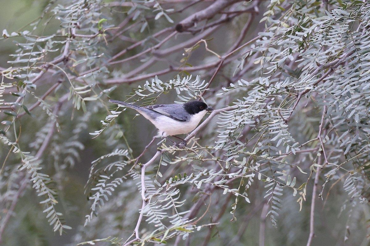 Black-capped Warbling Finch - ML619739879