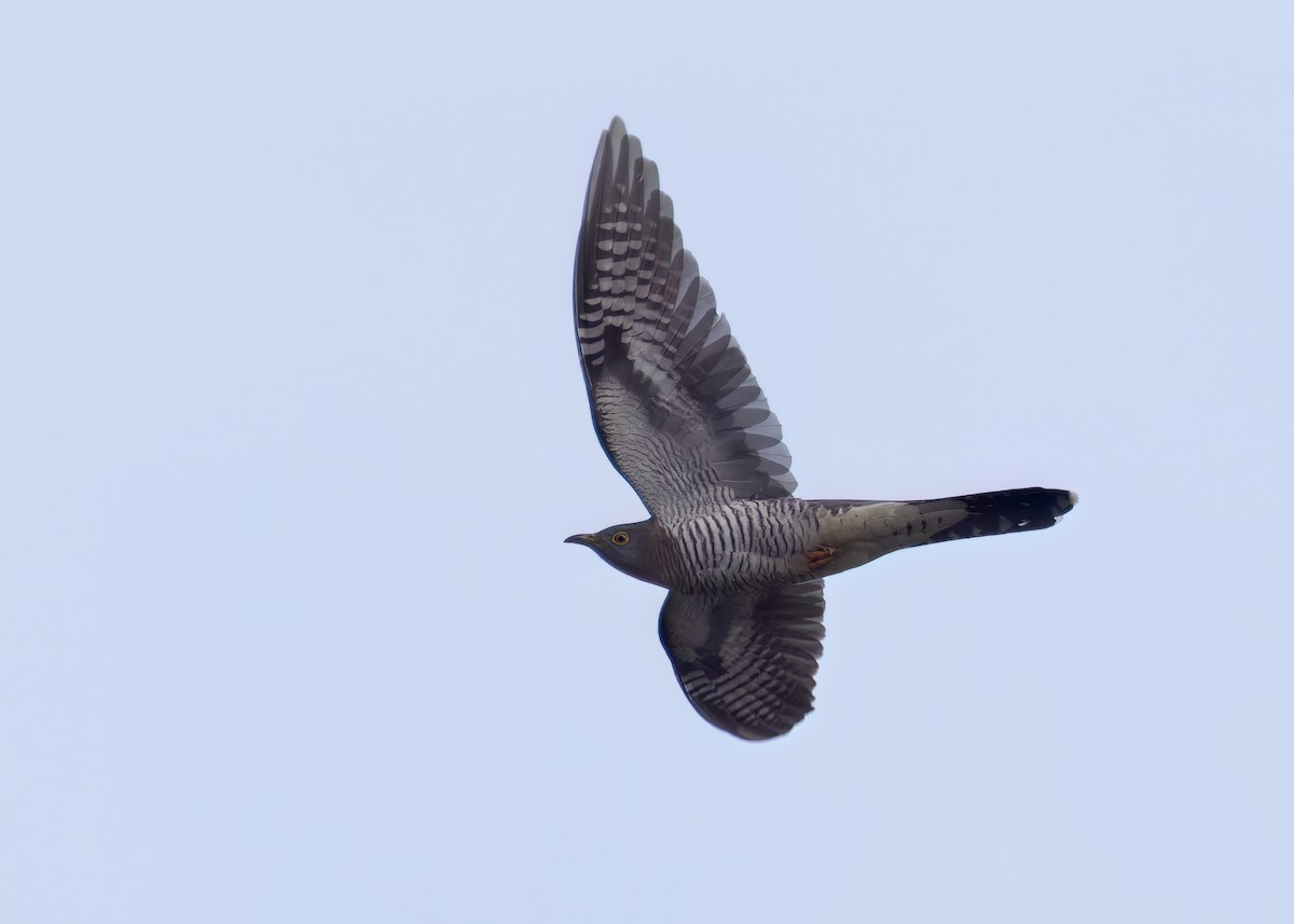 Common Cuckoo - ML619739911