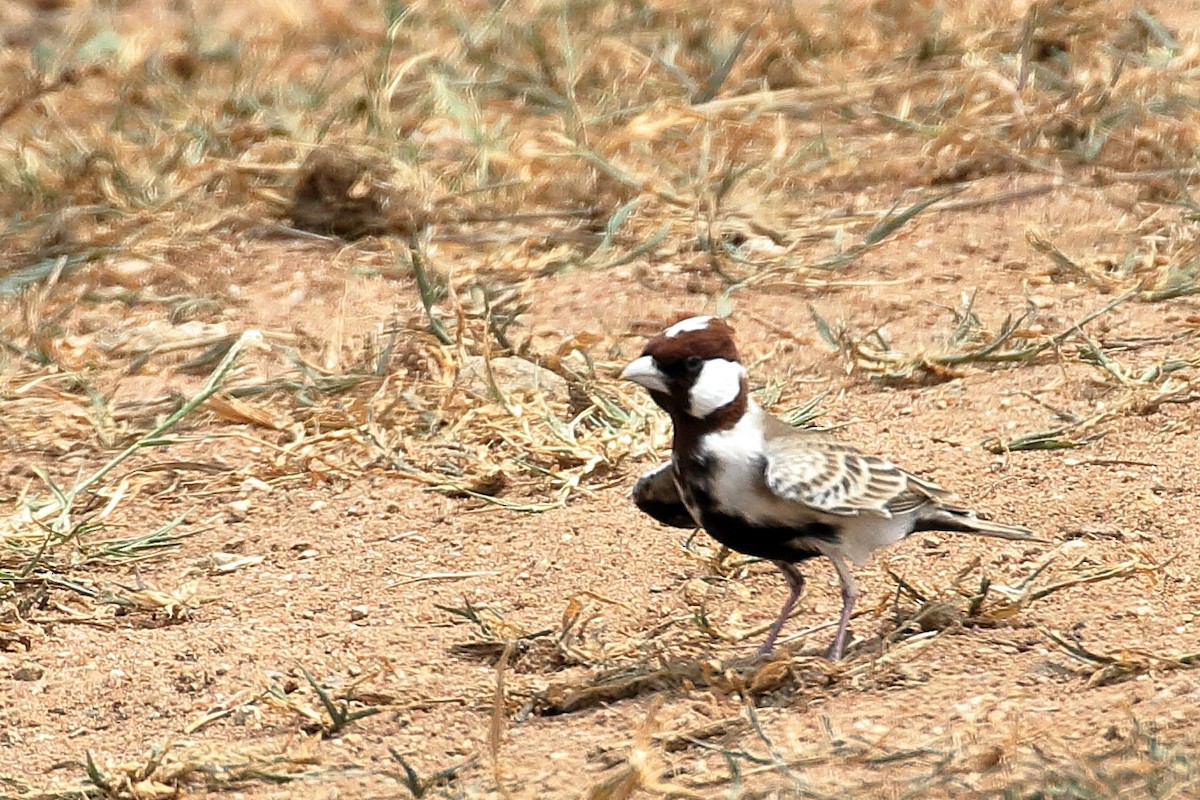 Chestnut-headed Sparrow-Lark - ML619739917