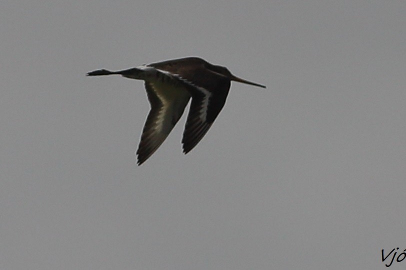 Black-tailed Godwit - ML619739937