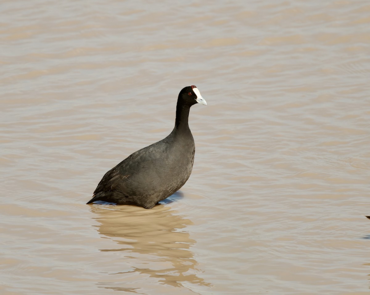 Red-knobbed Coot - ML619739965