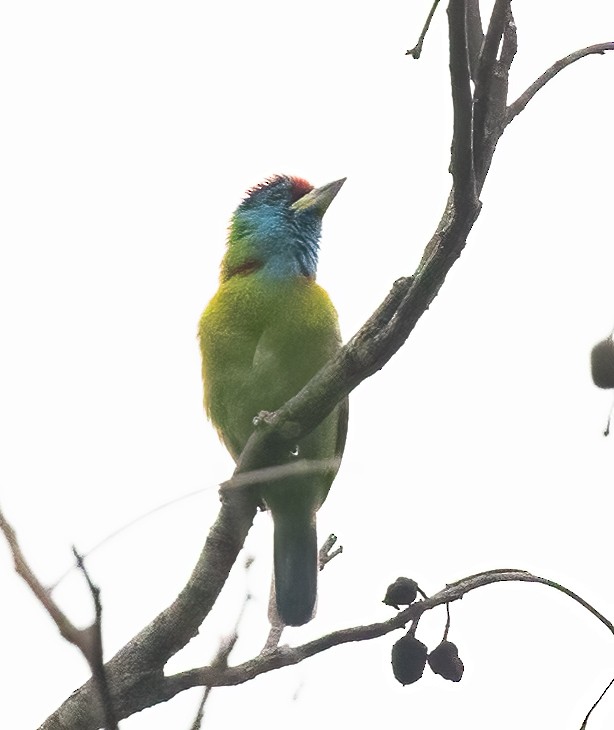 Blue-throated Barbet (Red-crowned) - ML619739966