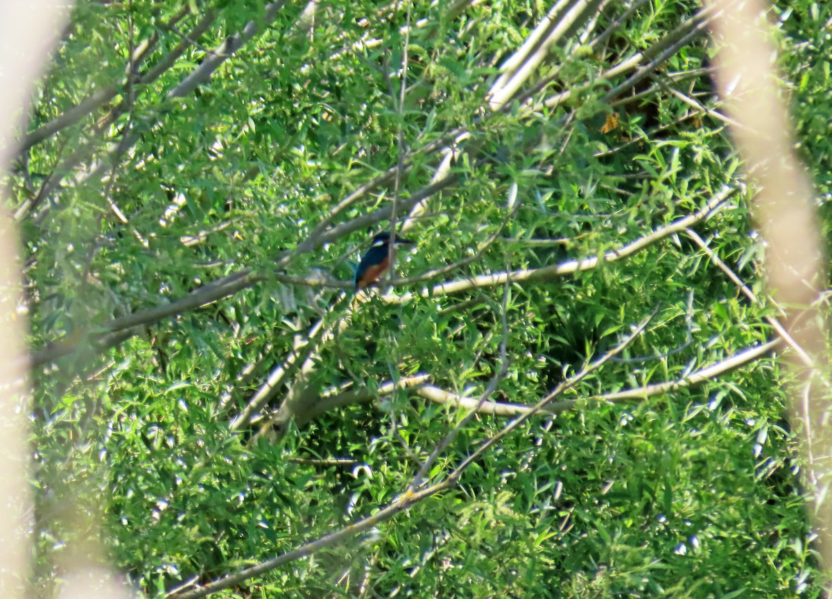 Common Kingfisher - ML619739976