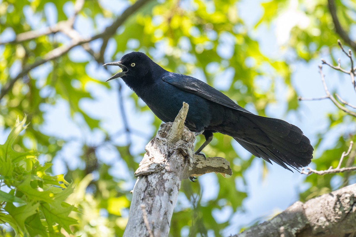 Boat-tailed Grackle - ML619739993