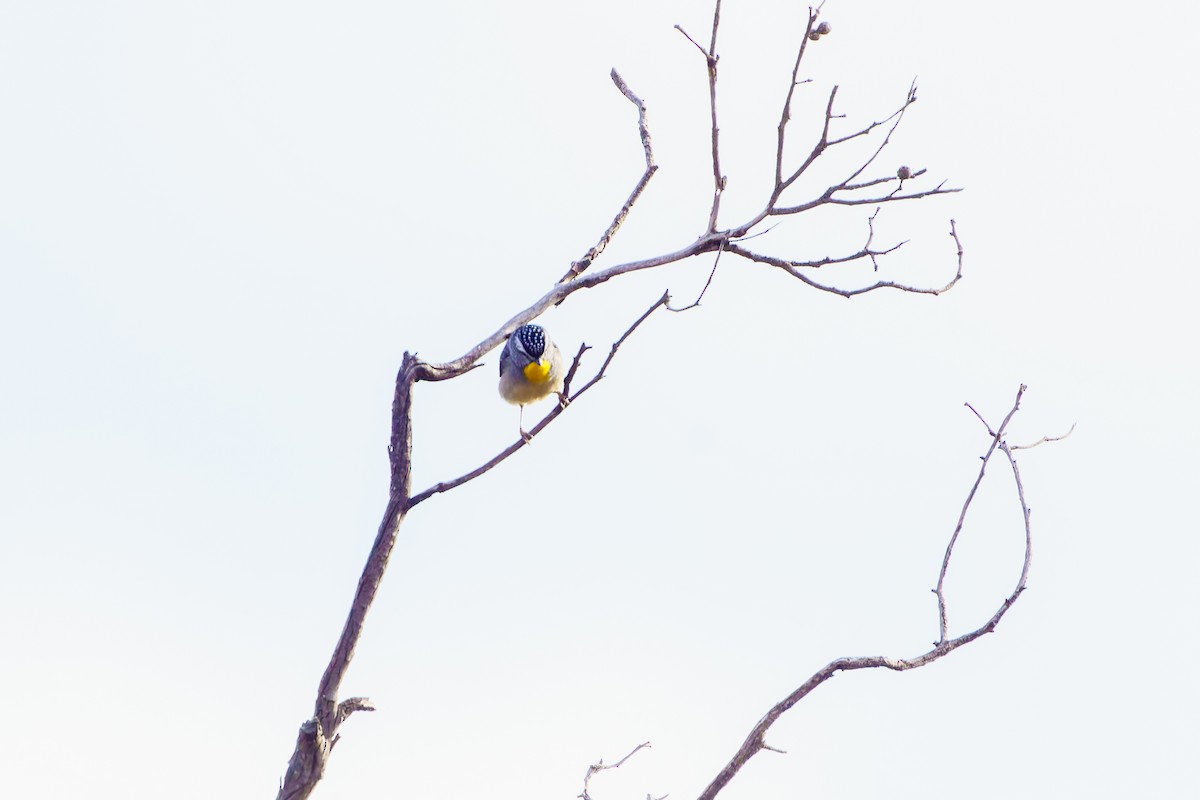 Spotted Pardalote - ML619740002