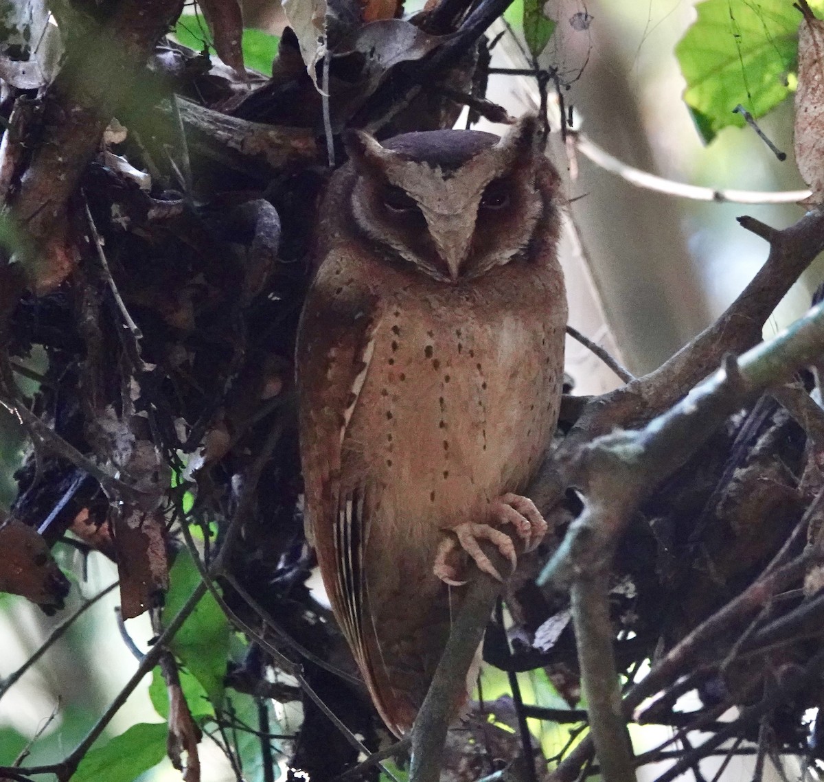 White-fronted Scops-Owl - ML619740032