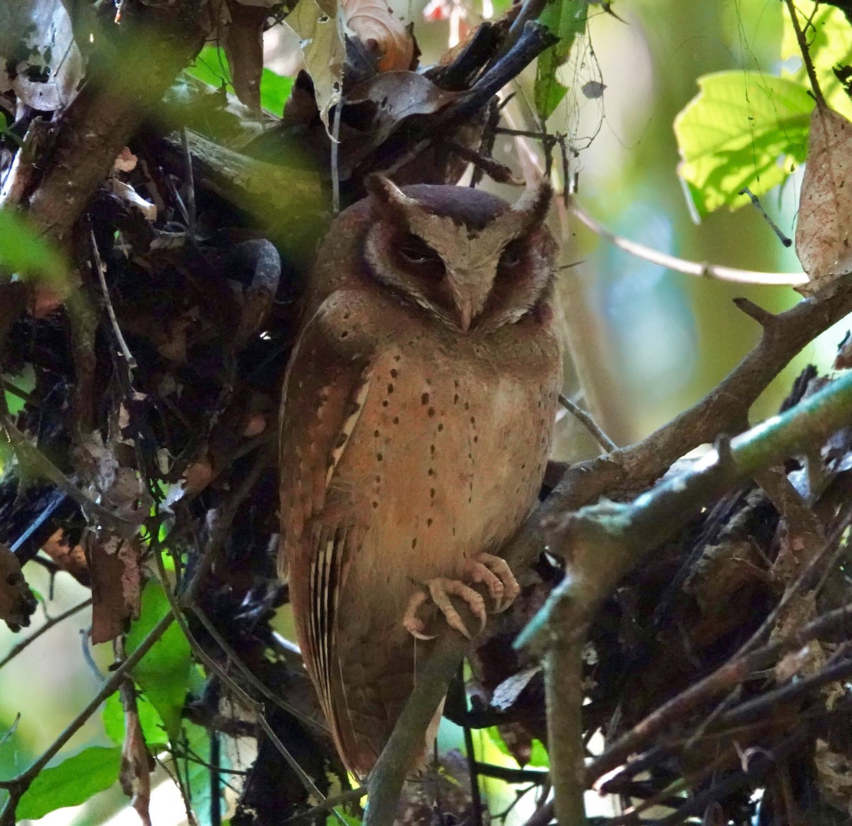 White-fronted Scops-Owl - ML619740035