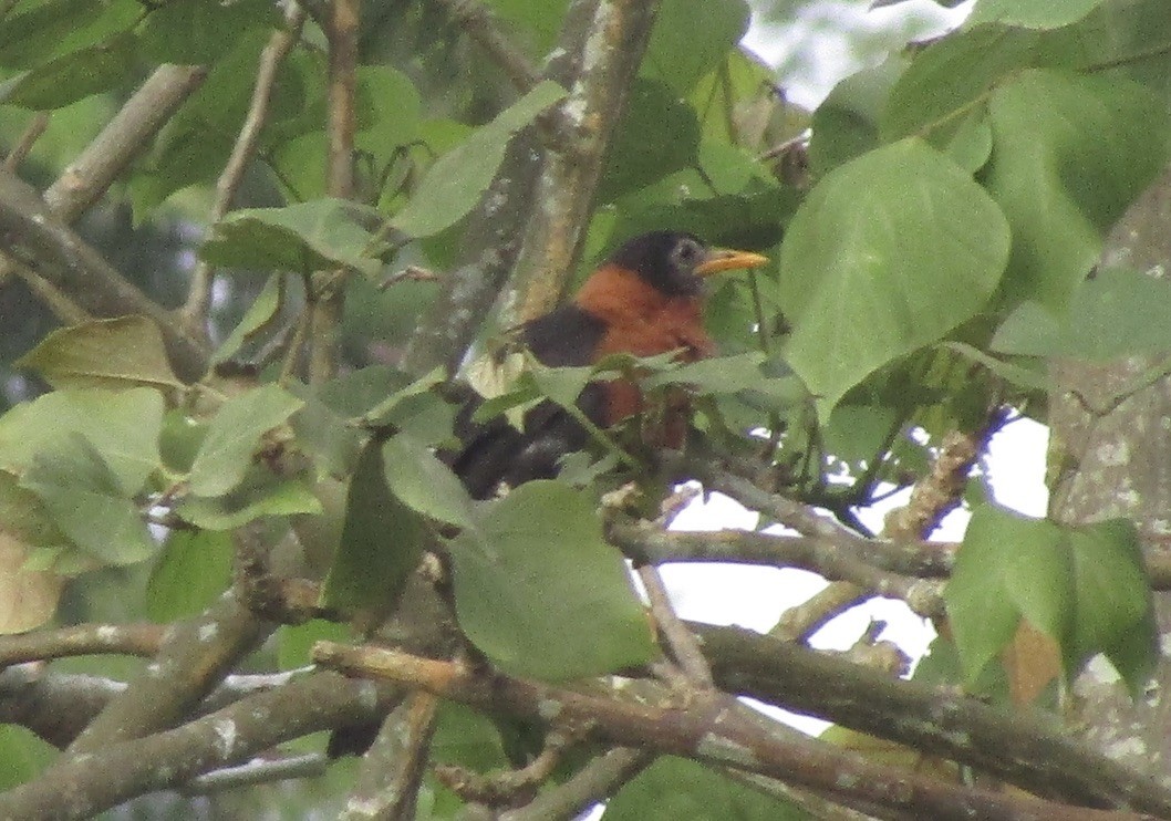 Rufous-collared Robin - ML619740059