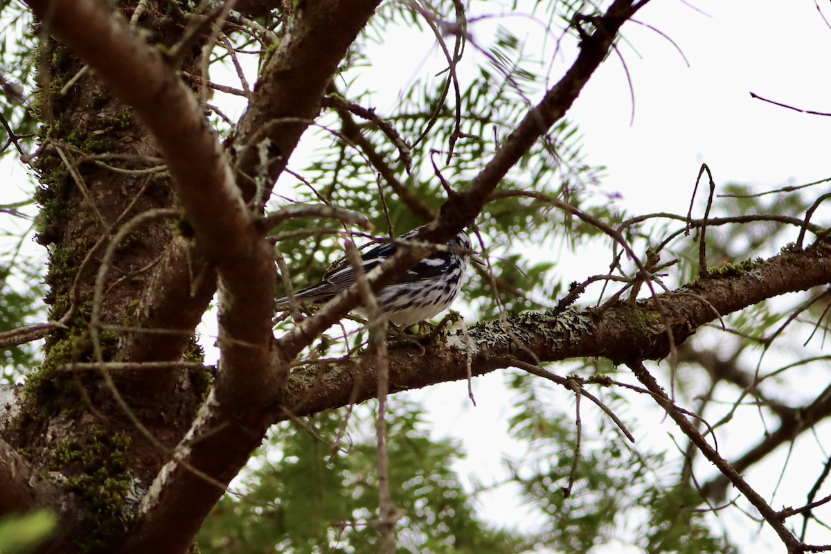 Black-and-white Warbler - ML619740061