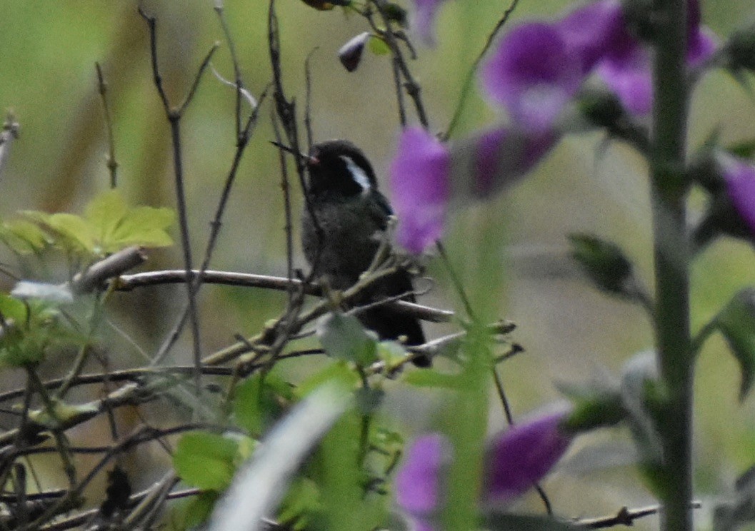 White-eared Hummingbird - ML619740083
