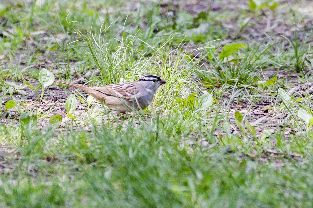 White-crowned Sparrow - ML619740097