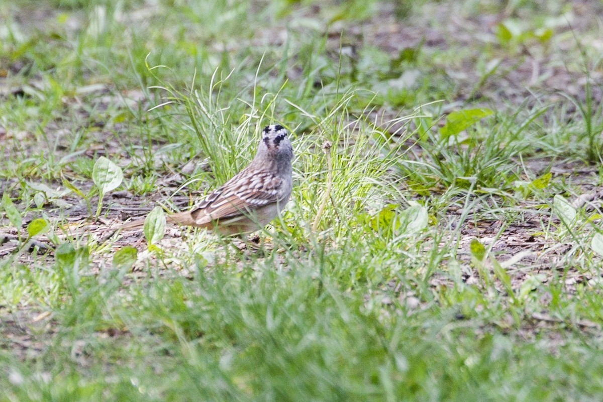 White-crowned Sparrow - ML619740099
