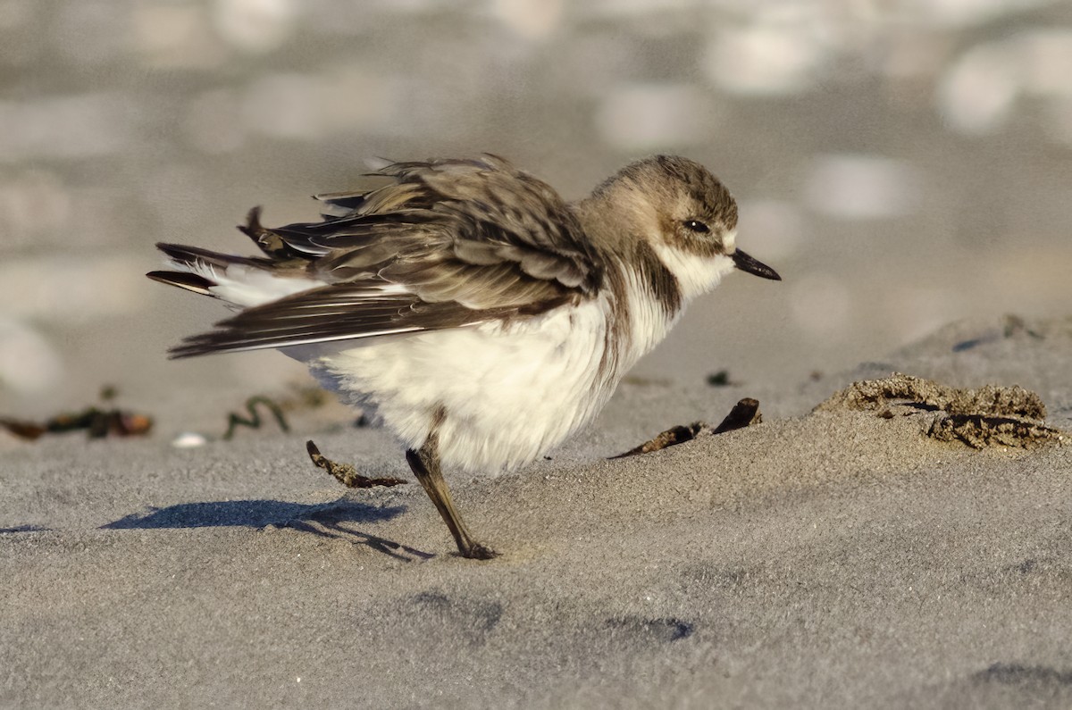 Two-banded Plover - ML619740140