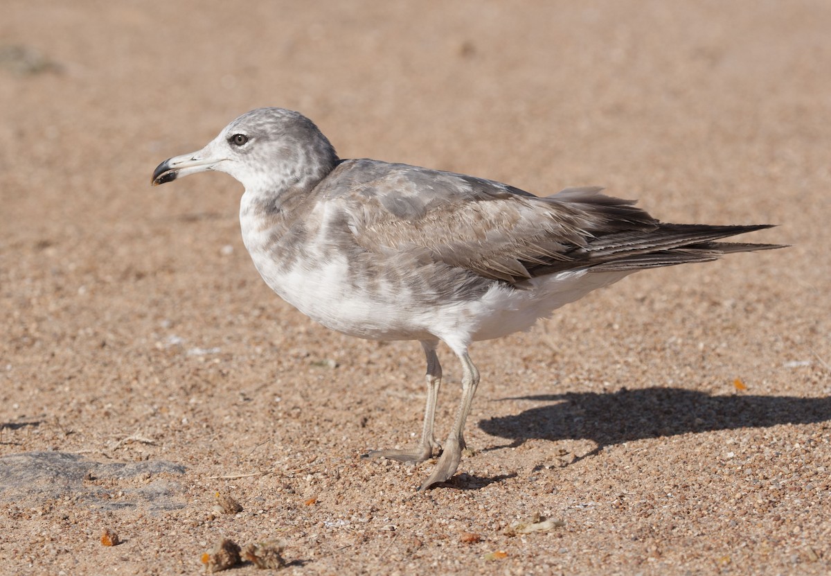 Black-tailed Gull - Adrian Boyle
