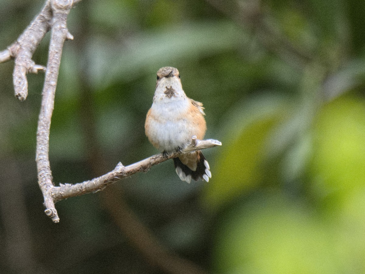 Rufous Hummingbird - ML619740223