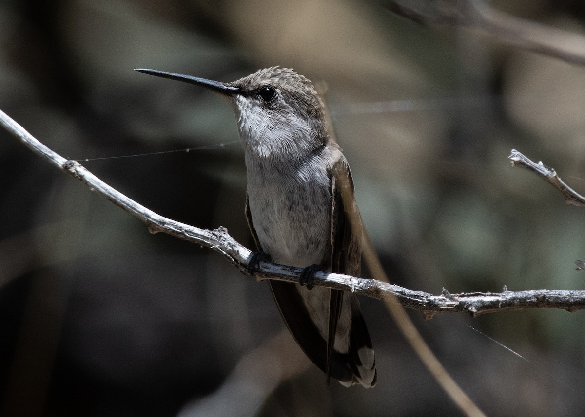 Black-chinned Hummingbird - ML619740256