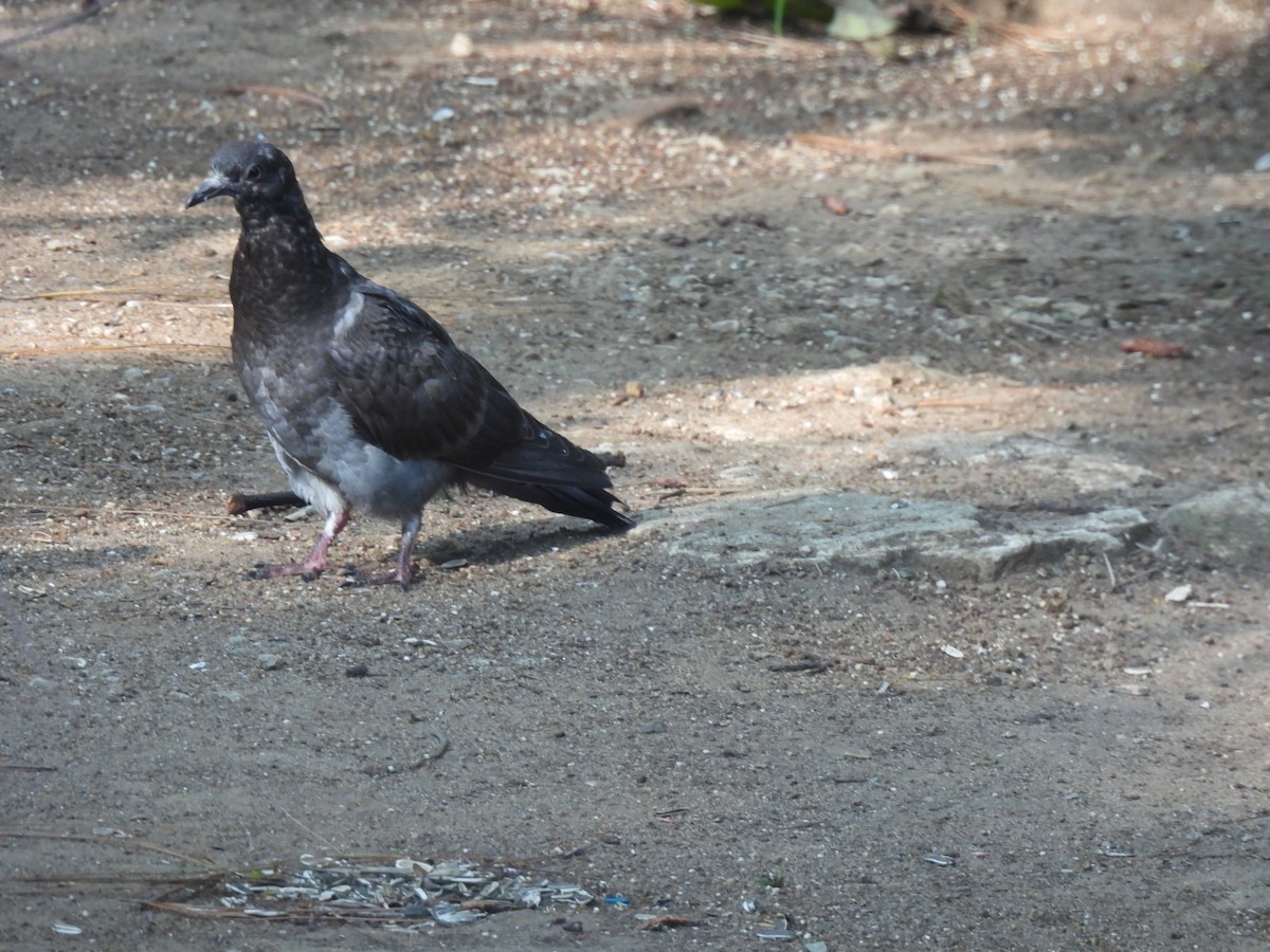 Rock Pigeon (Feral Pigeon) - ML619740262