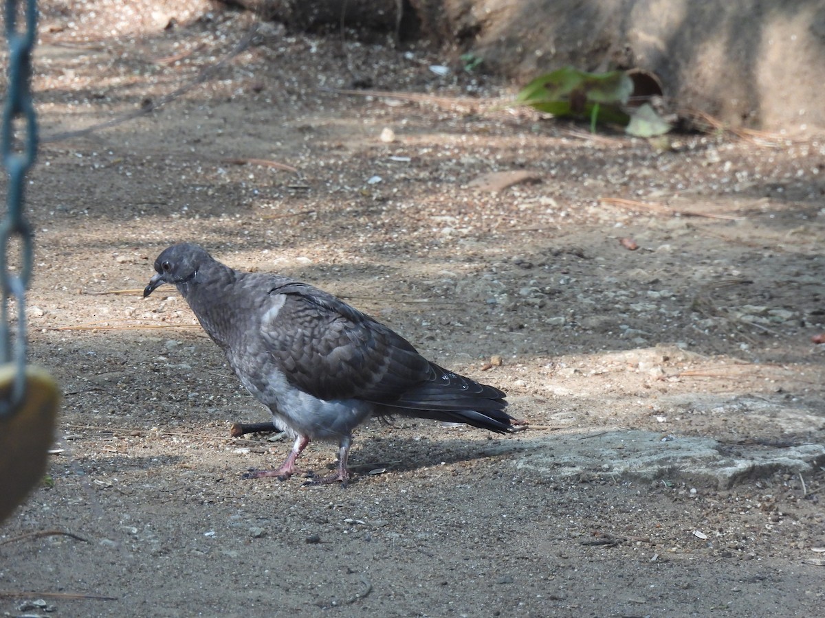 Rock Pigeon (Feral Pigeon) - ML619740265