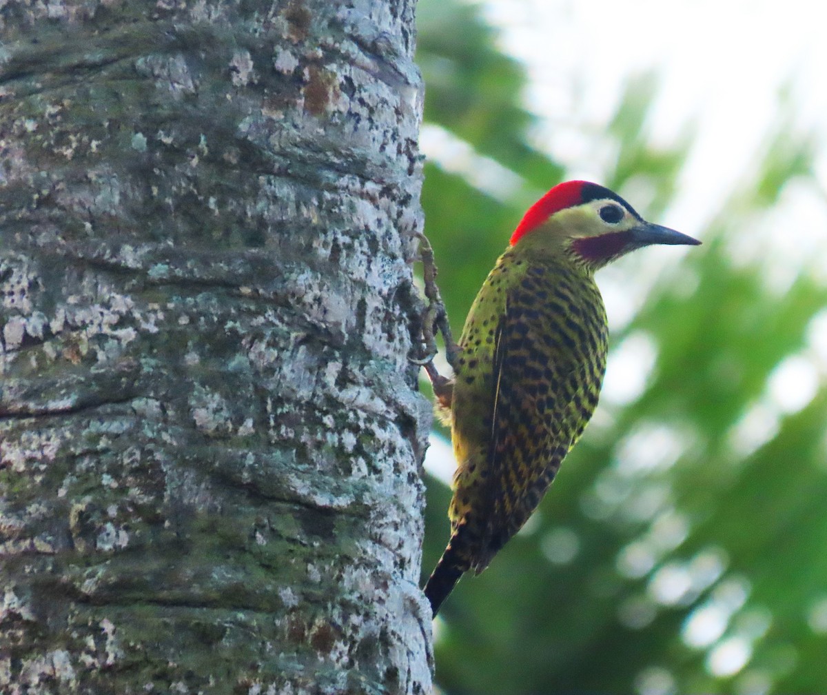 Green-barred Woodpecker - ML619740270