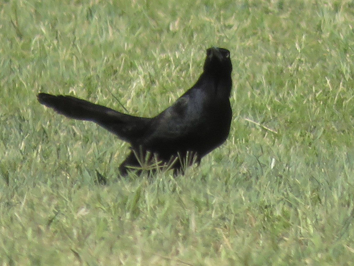 Great-tailed Grackle - ML619740296