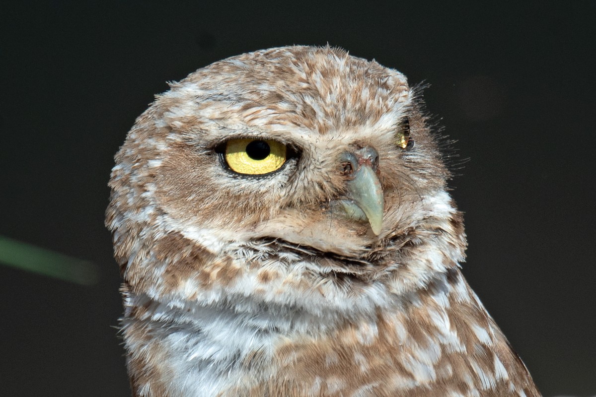 Burrowing Owl - ML619740325