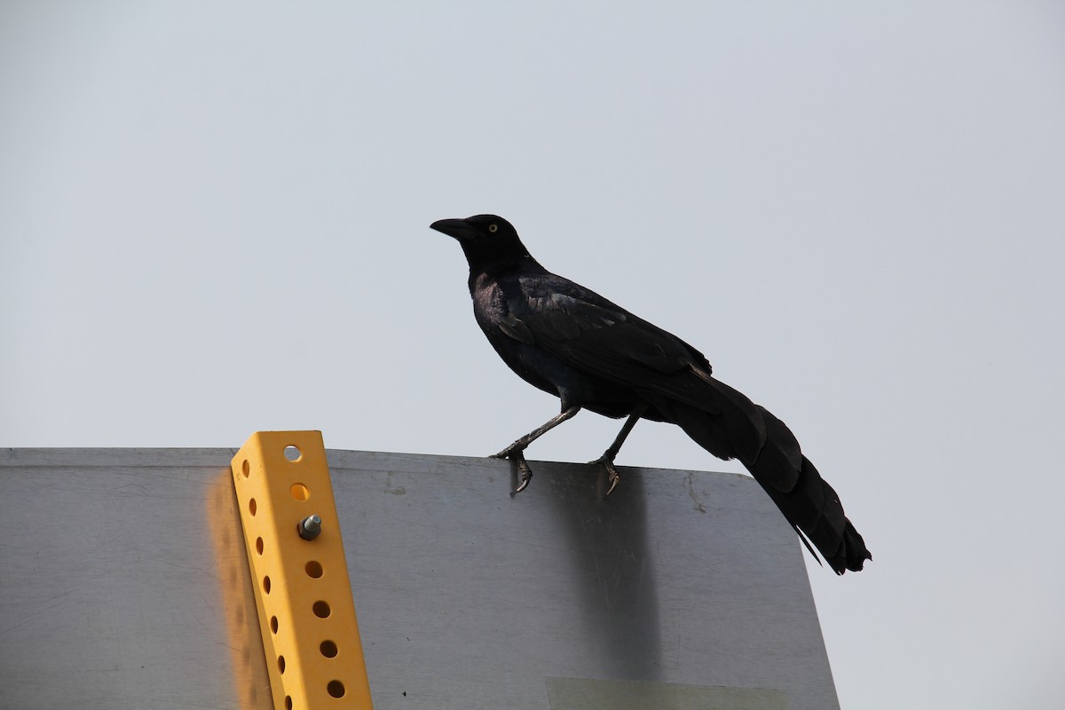 Great-tailed Grackle - ML619740329