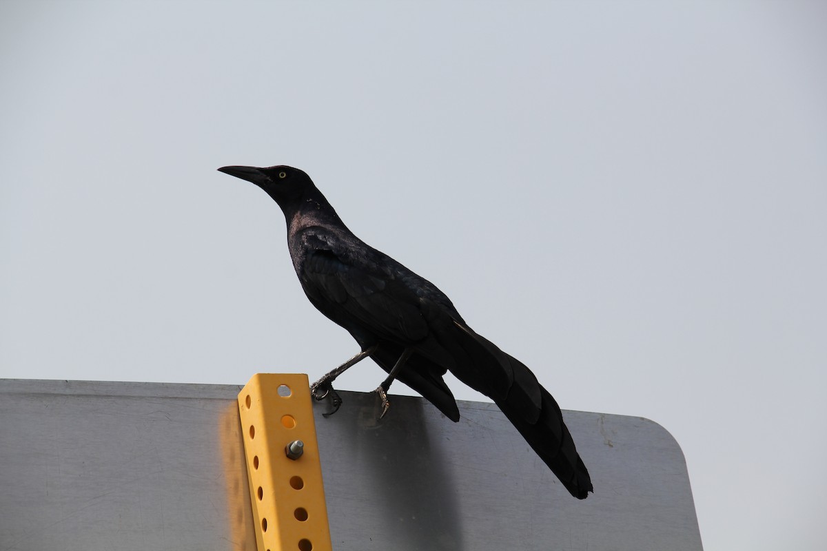 Great-tailed Grackle - ML619740337