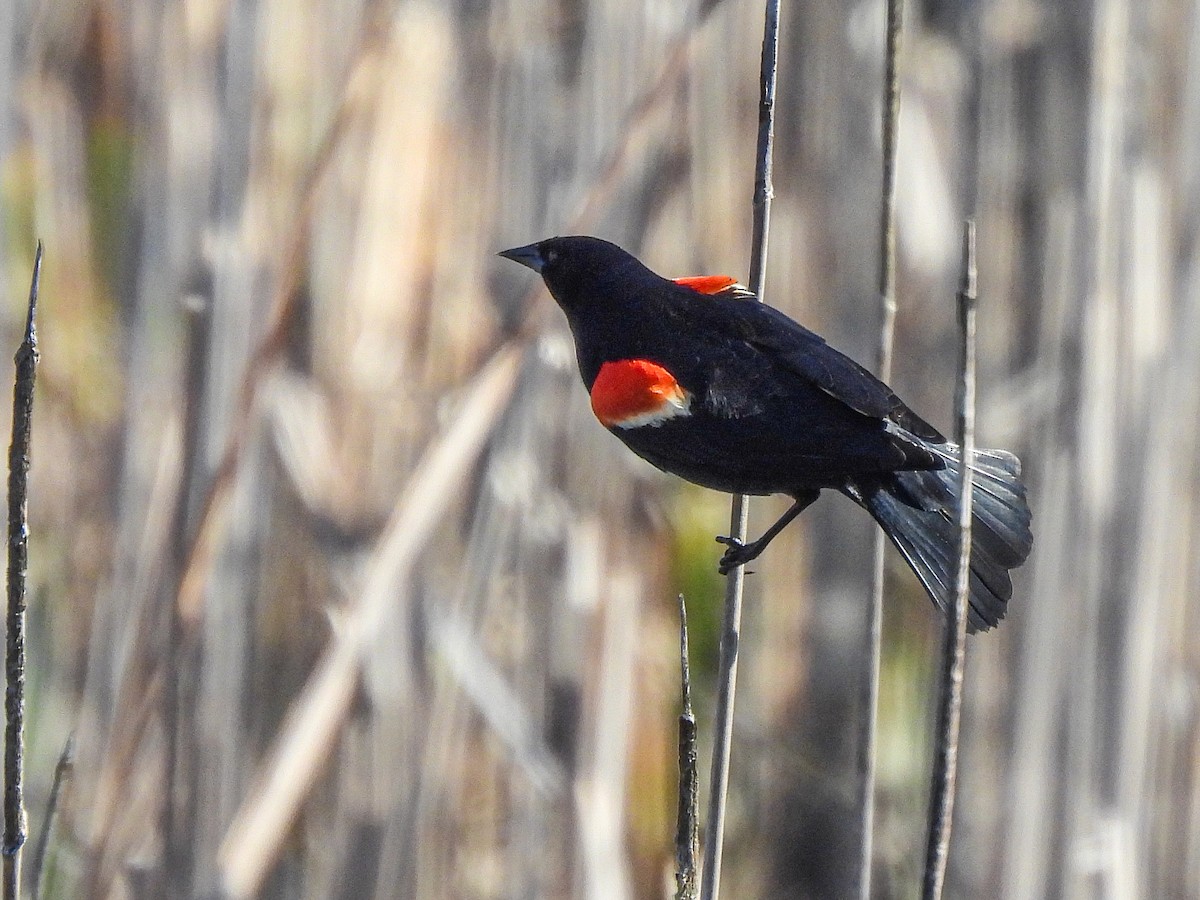 Red-winged Blackbird - ML619740361