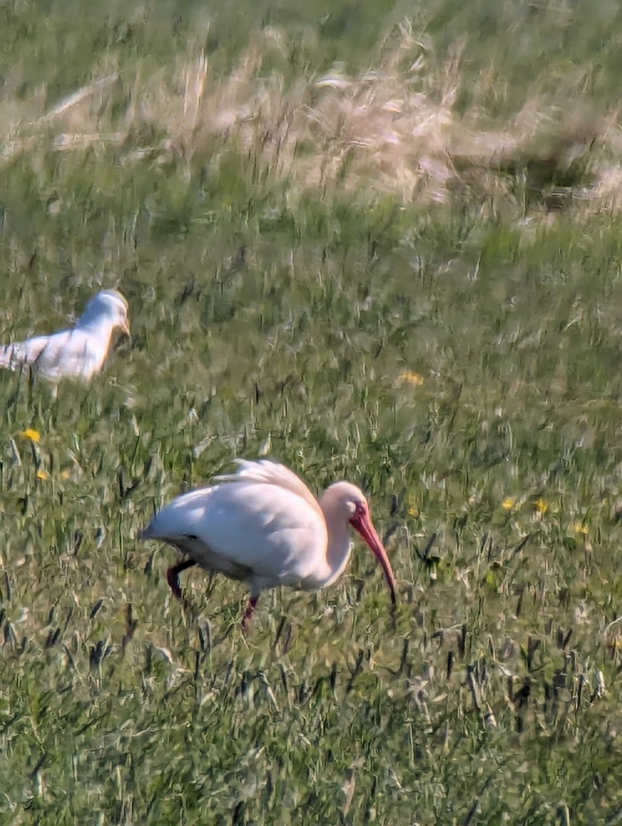 ibis bílý - ML619740411