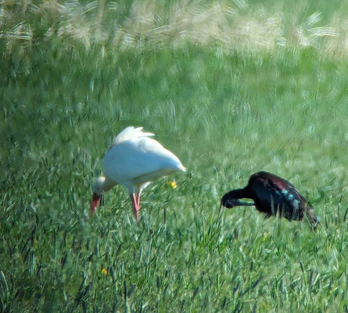 ibis bílý - ML619740433