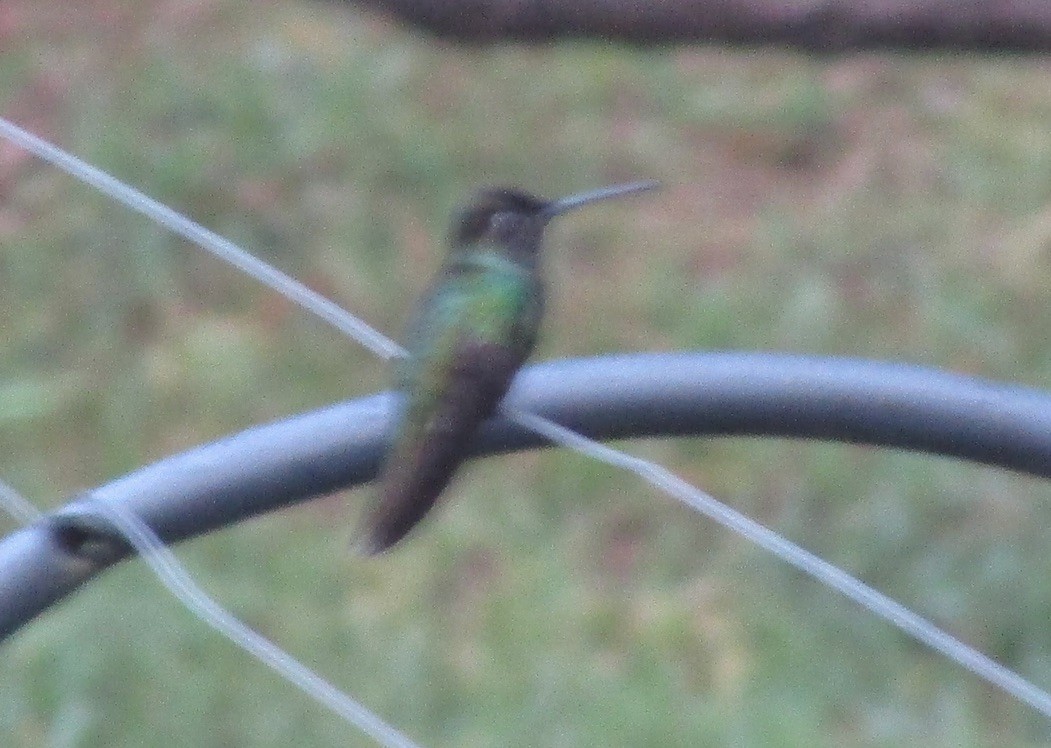 kolibřík skvostný - ML619740486