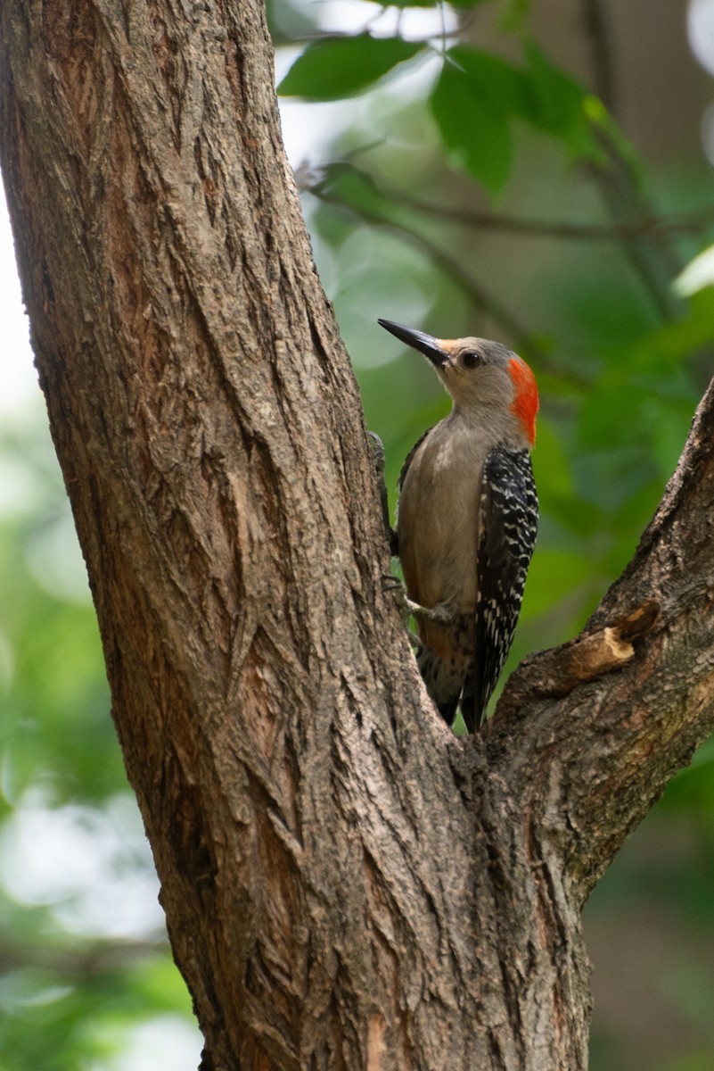 Red-bellied Woodpecker - ML619740488