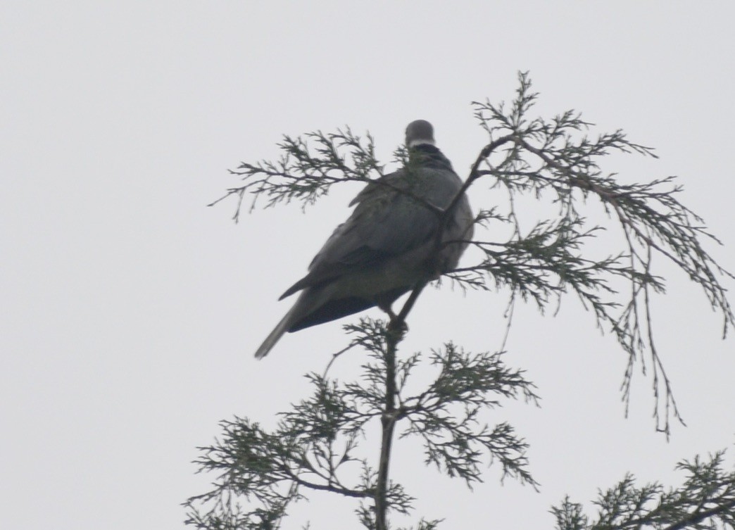 Band-tailed Pigeon - ML619740541