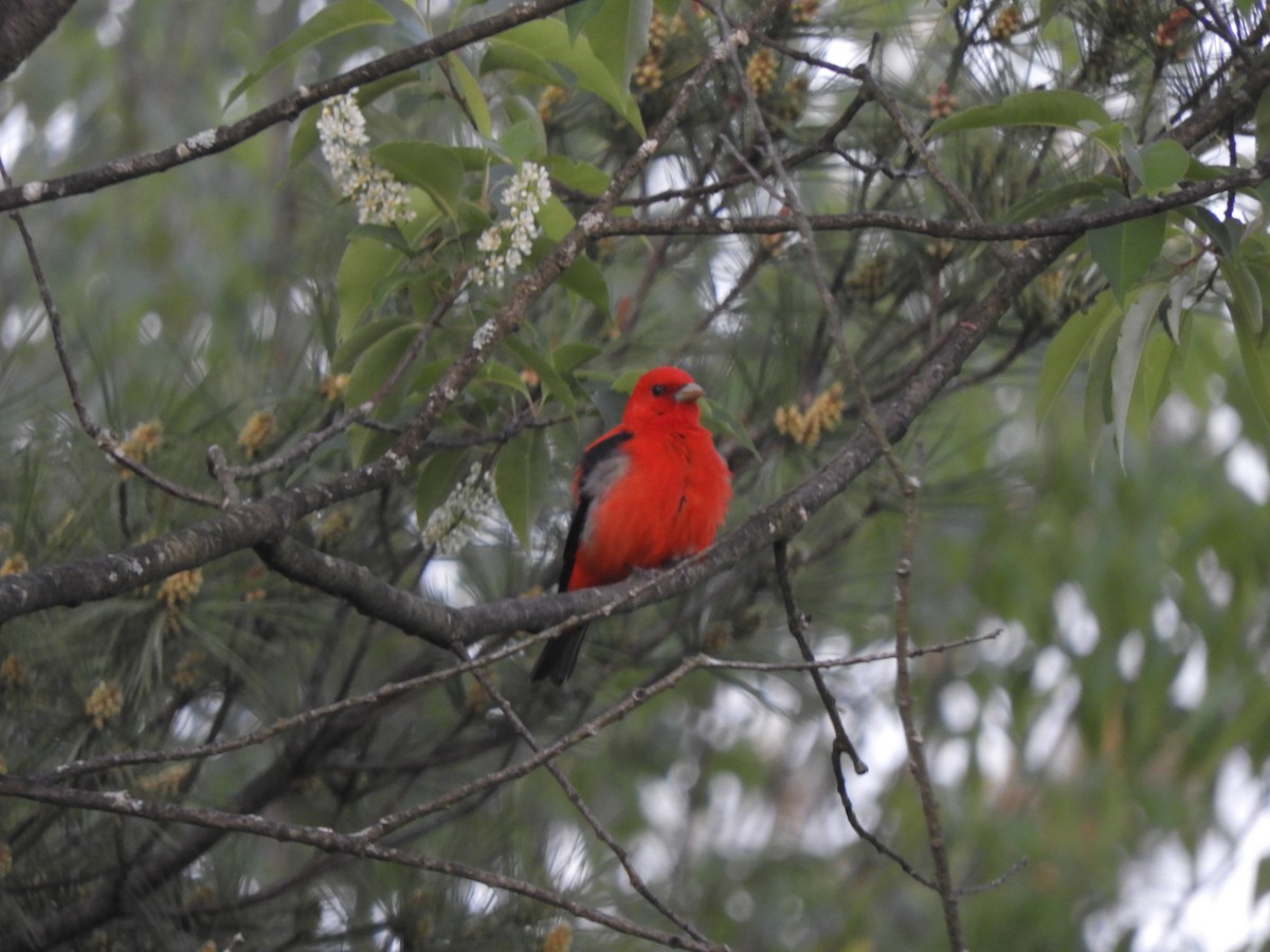 Scarlet Tanager - ML619740563