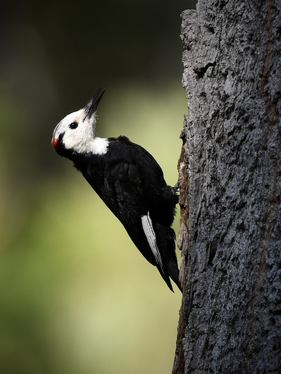 White-headed Woodpecker - ML619740583