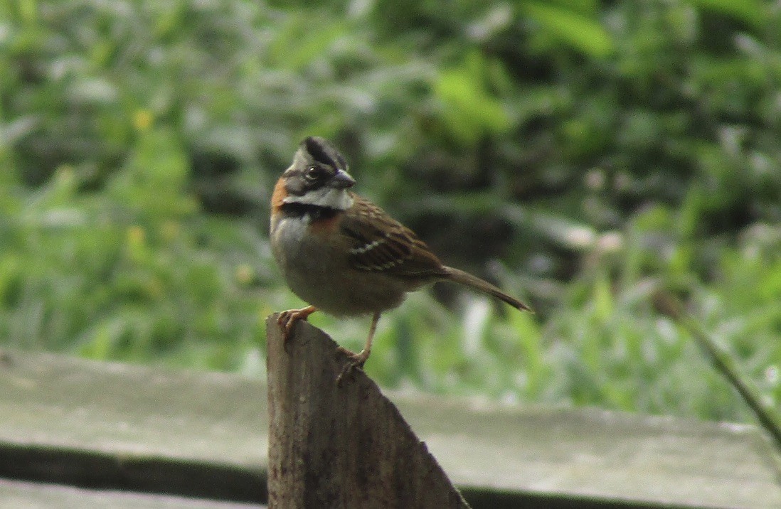 Rufous-collared Sparrow - ML619740654