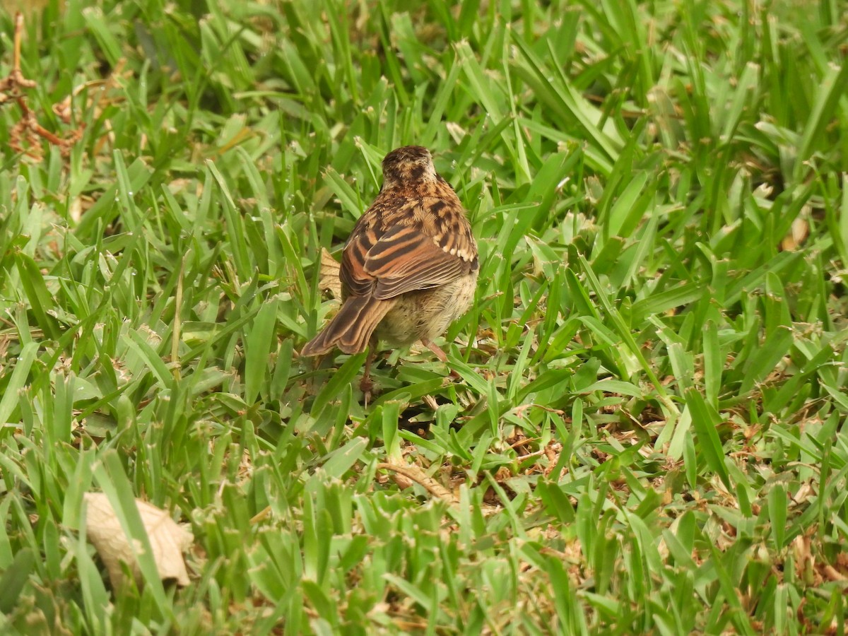 Rufous-collared Sparrow - ML619740656