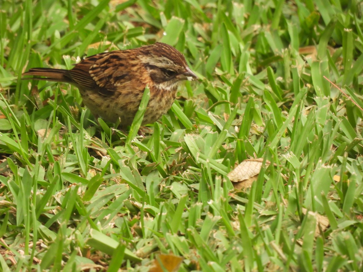 Rufous-collared Sparrow - ML619740661