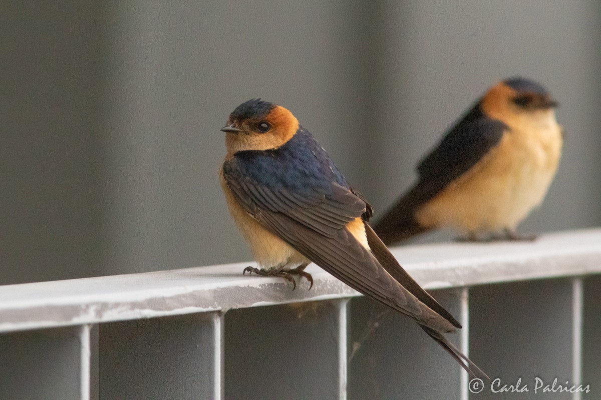 Red-rumped Swallow - ML619740665