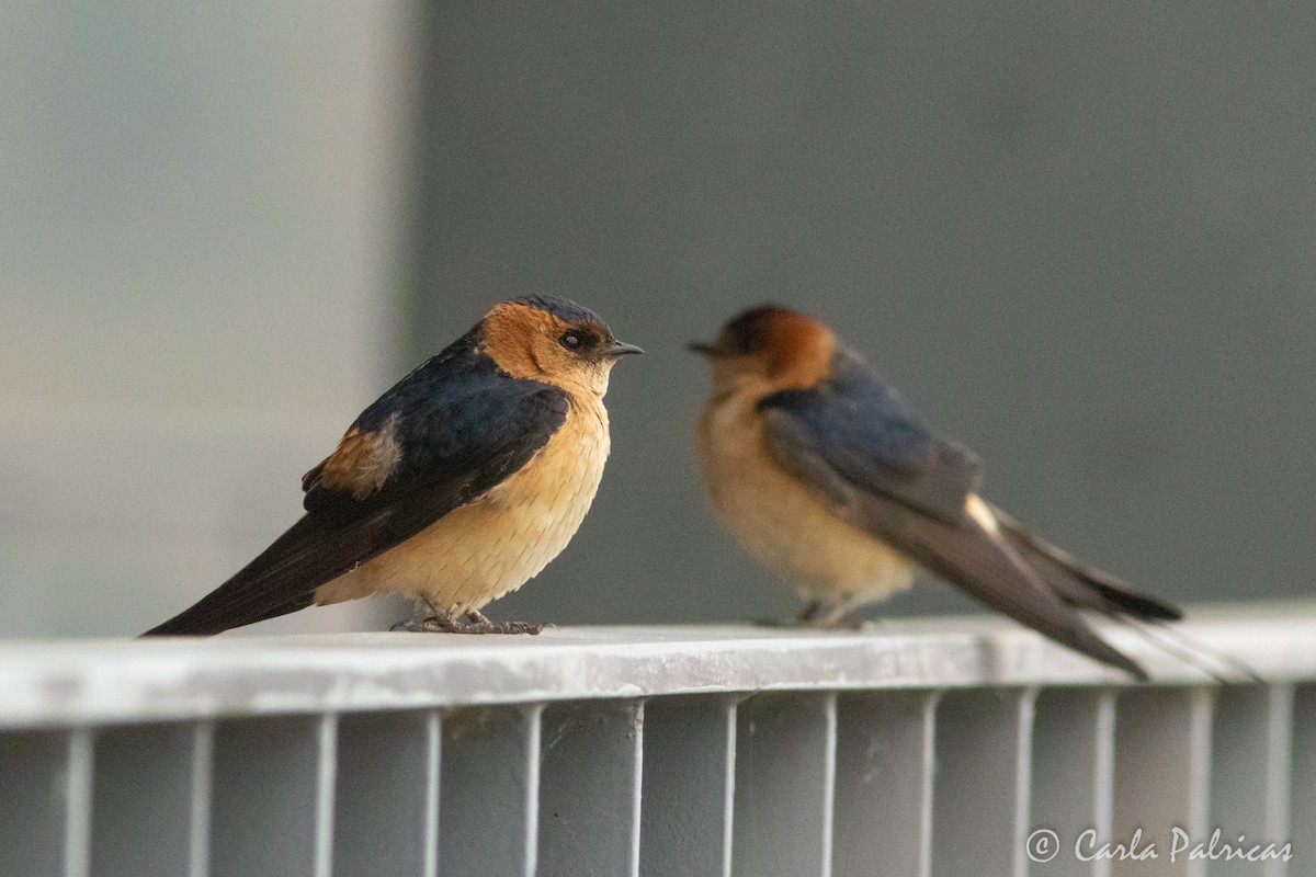 Red-rumped Swallow - ML619740673