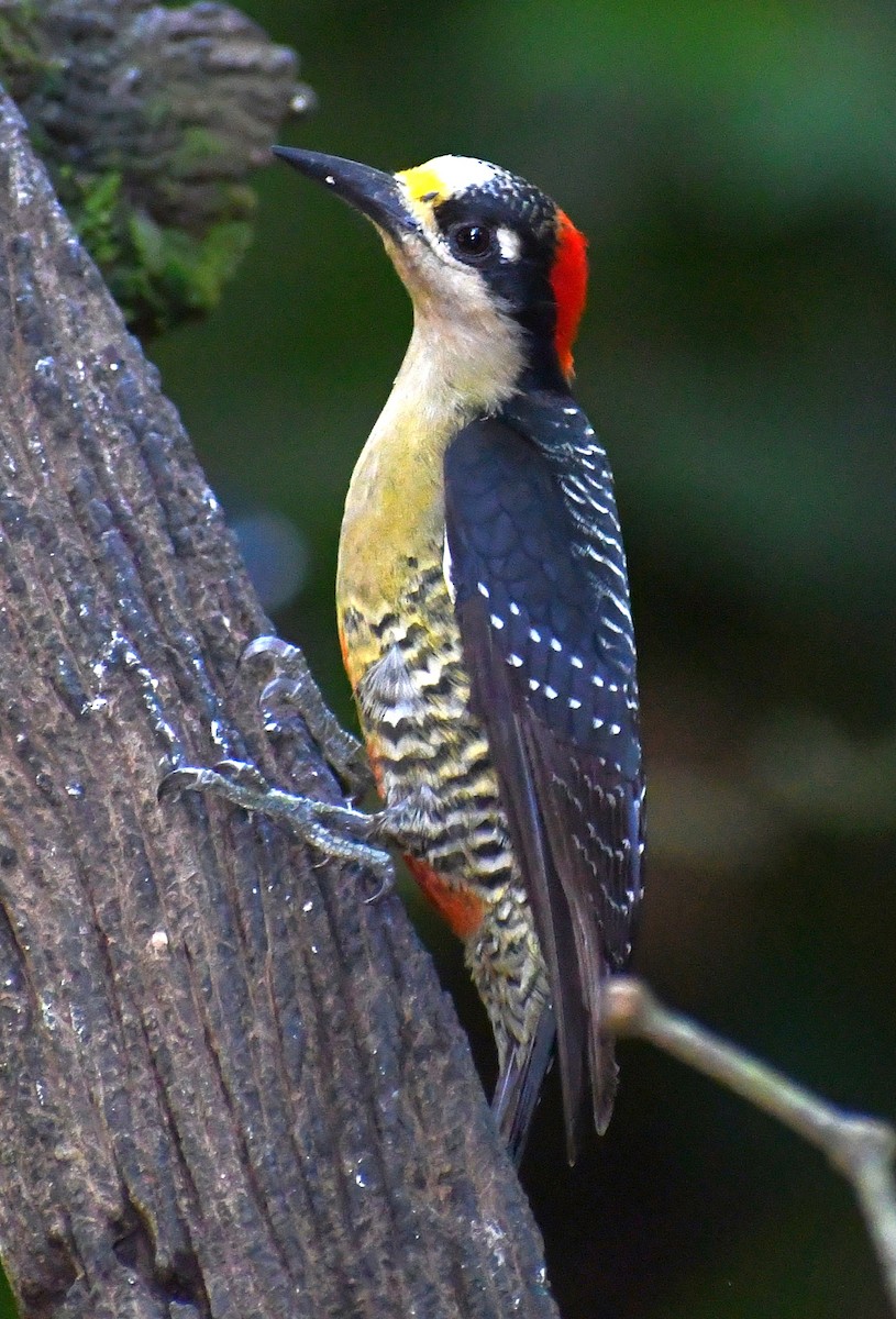 Black-cheeked Woodpecker - ML619740687