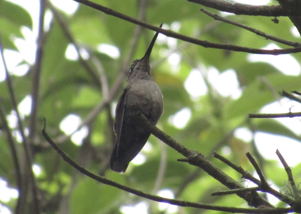 Rivoli's Hummingbird - ML619740756