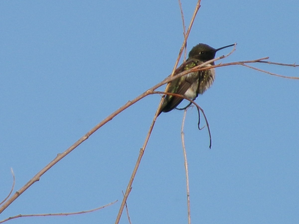 Black-chinned Hummingbird - ML619740761