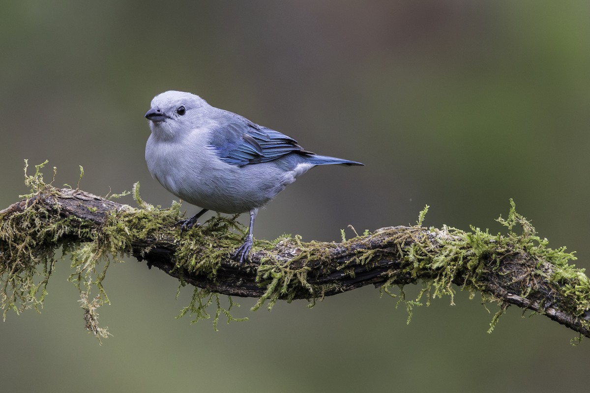 Blue-gray Tanager - ML619740839
