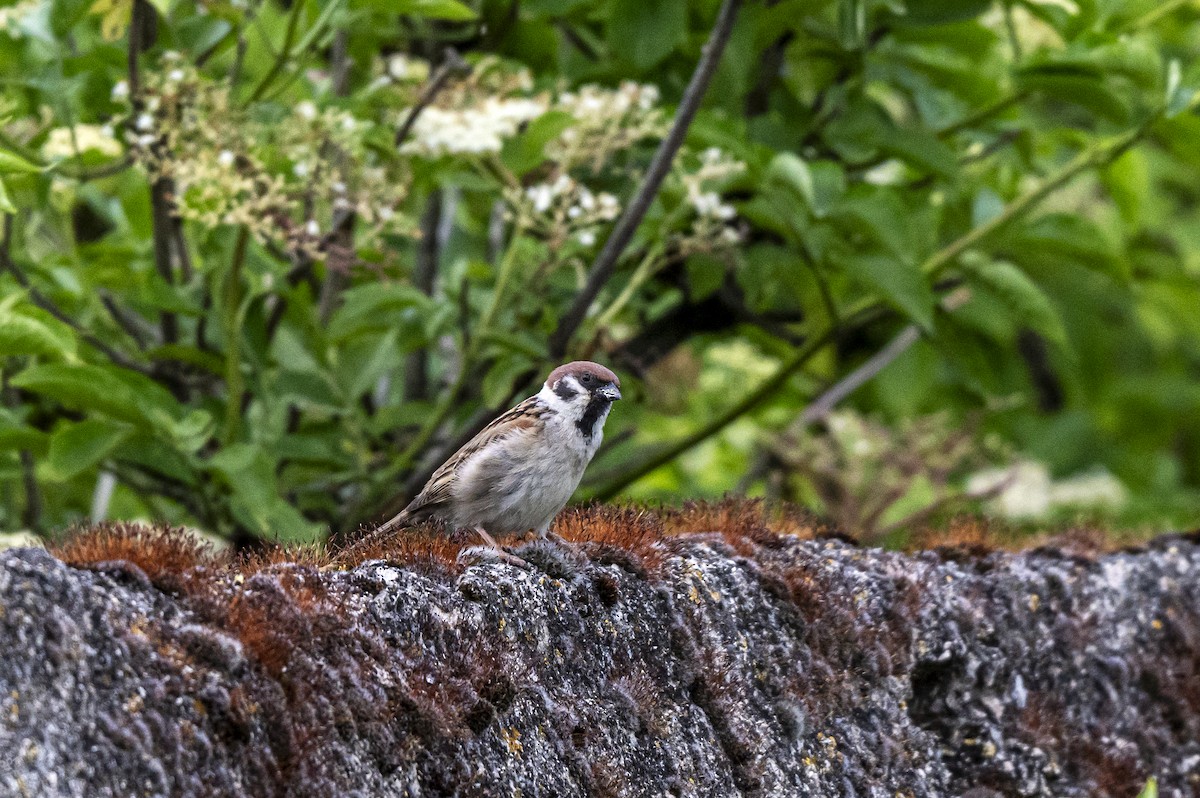 Eurasian Tree Sparrow - ML619740941
