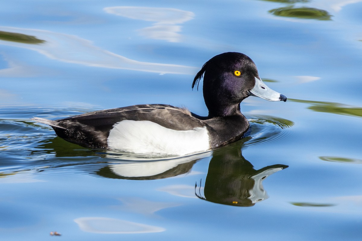 Tufted Duck - ML619740993