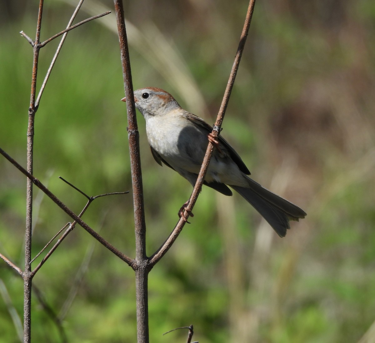 Field Sparrow - ML619741052