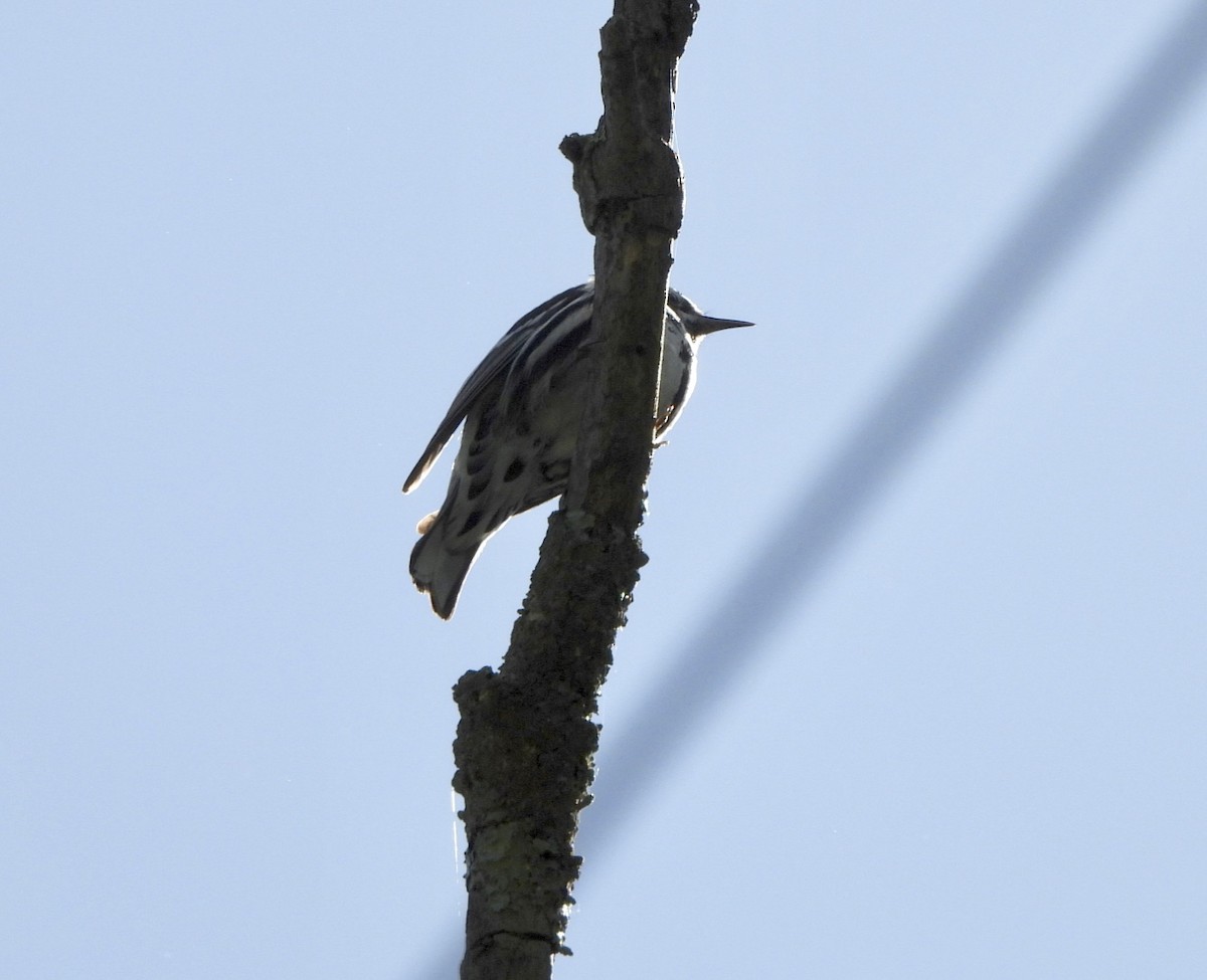 Black-and-white Warbler - ML619741080